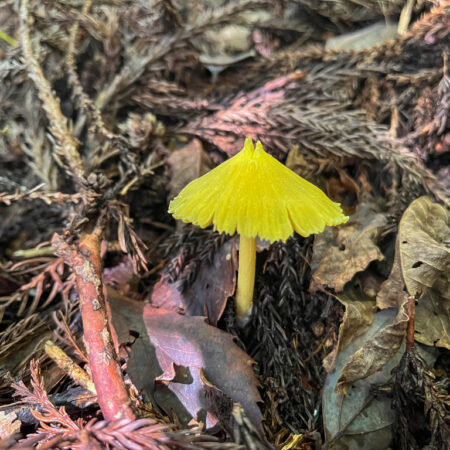 キイボカサタケ