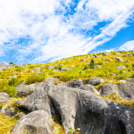 山田緑地の森づくり活動
